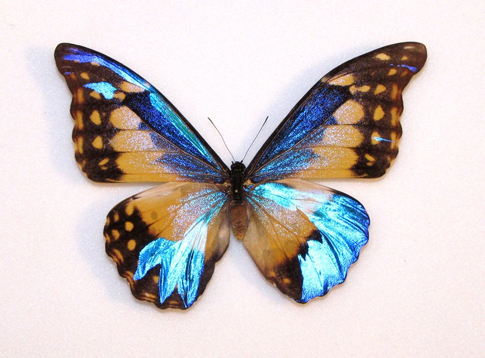 Morpho rhetenor helena (mosaic gynandromorph, Alex Bic) (Internet Image property of respective owner, non-commercial use only)